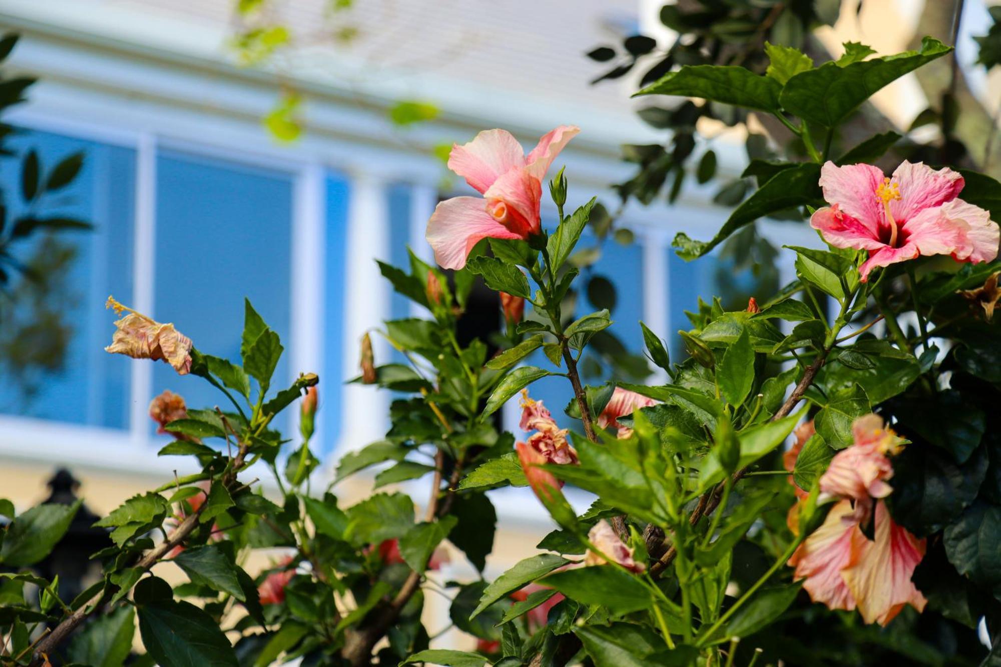 Carmichael House Boutique Hotel Cape Town Ngoại thất bức ảnh